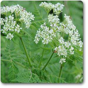 Myrrhis odorata - Plant