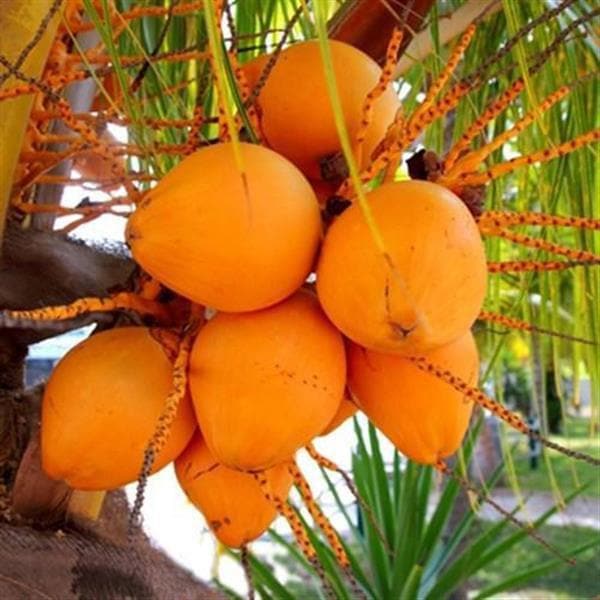 Nariyal, Coconut Tree (Golden, Hybrid) - Plant