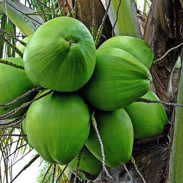 Nariyal, Coconut Tree (Green, Grown Through Seeds) - Plant