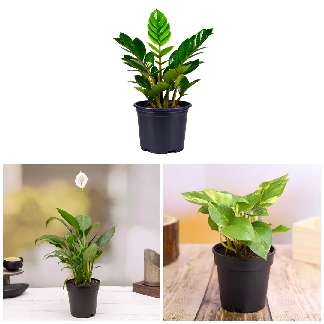 NASA Recommended Table Top / Office Desk Plants - Image 2