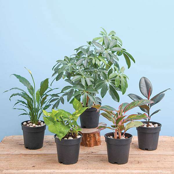 NASA Top 5 Indoor Plants for Oxygen - Image 2