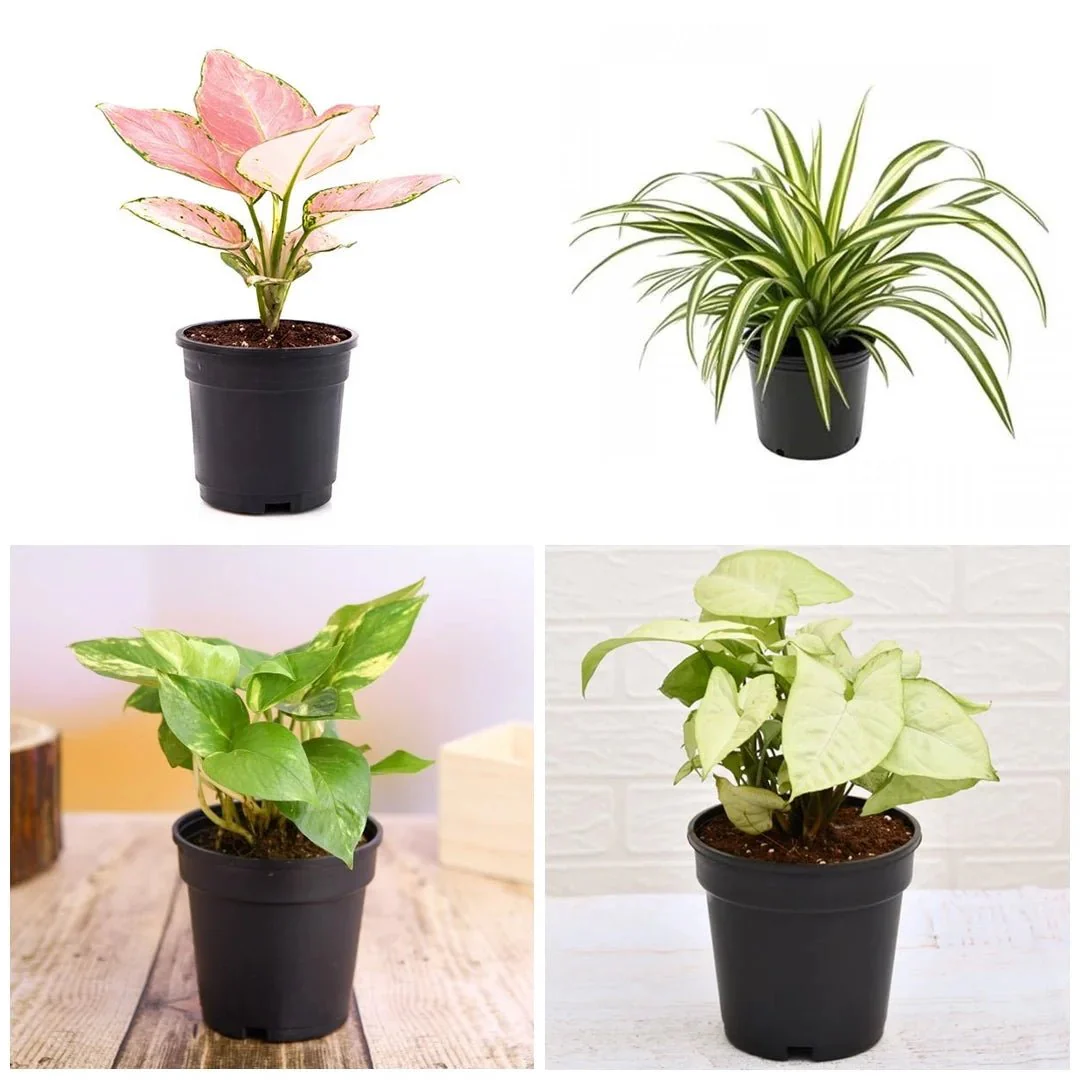 Natural Air Purifier Plants for Summer Cooling - Image 2