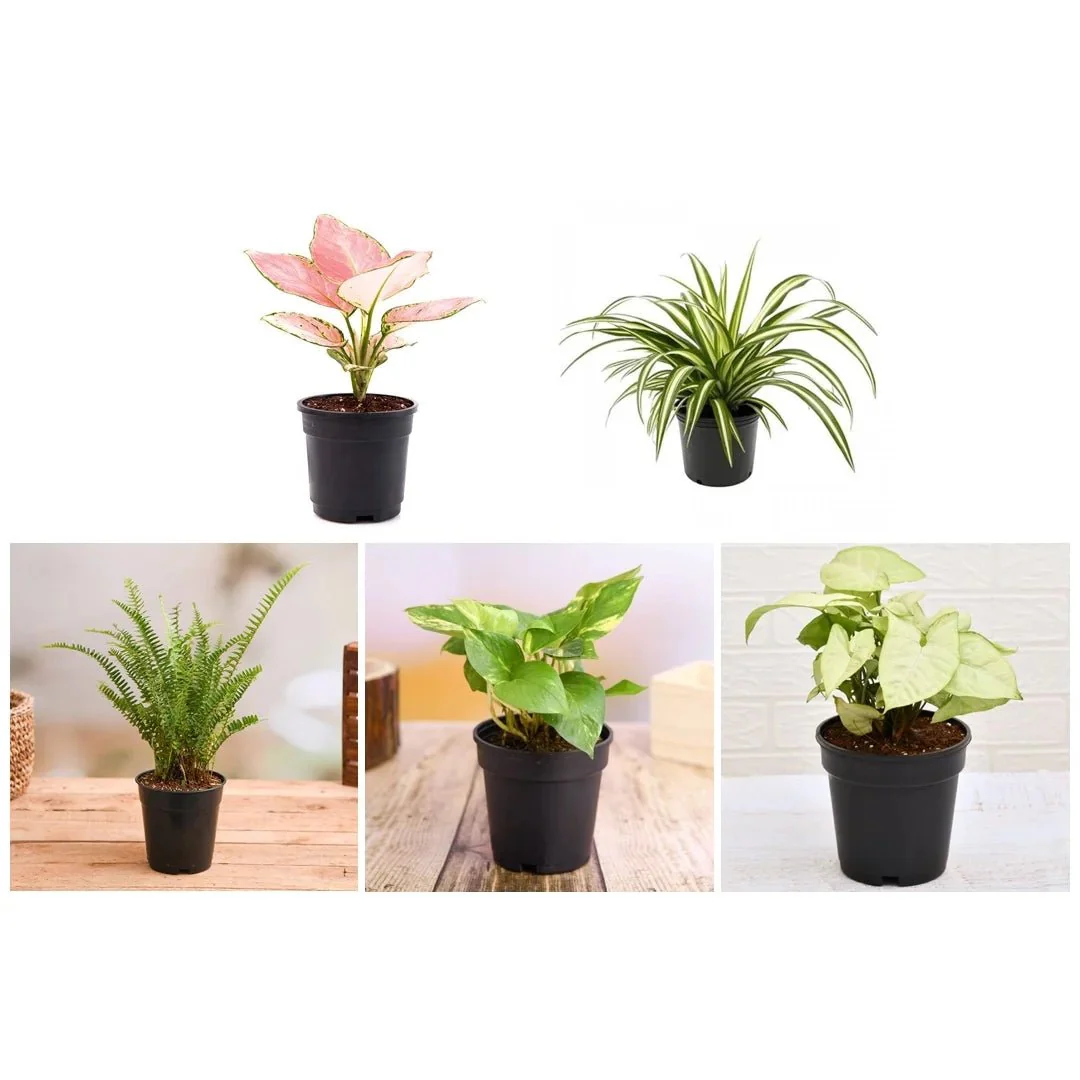 Natural Air Purifier Plants for Summer Cooling - Image 3