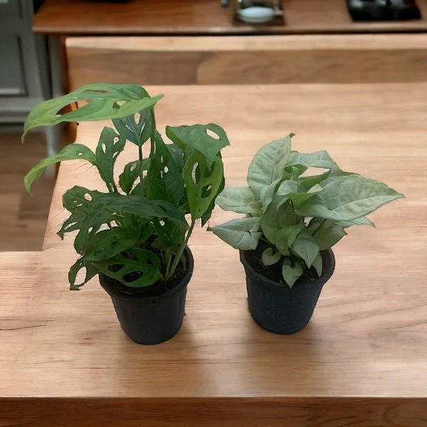 Natural Air Purifiers Monstera and Syngonium for Home