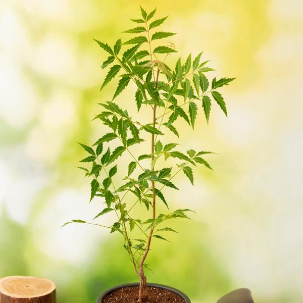 Neem Tree, Azadirachta indica - Plant