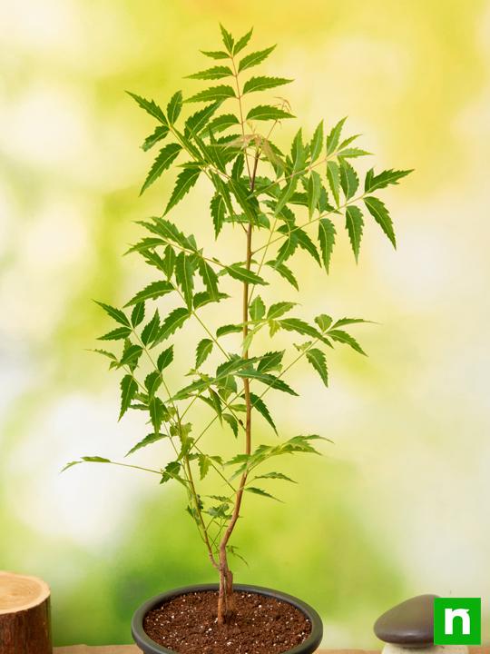 Neem, Tree of Uttarabhadrapada Nakshatra, Pisces or Meen Rashi - Plant - Image 2