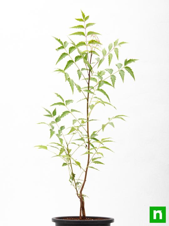 Neem, Tree of Uttarabhadrapada Nakshatra, Pisces or Meen Rashi - Plant - Image 3