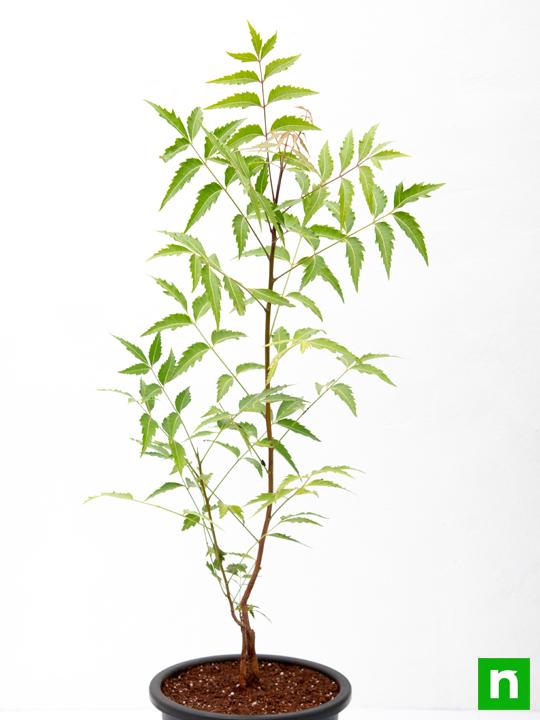Neem, Tree of Uttarabhadrapada Nakshatra, Pisces or Meen Rashi - Plant - Image 4