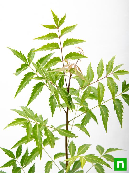 Neem, Tree of Uttarabhadrapada Nakshatra, Pisces or Meen Rashi - Plant - Image 5