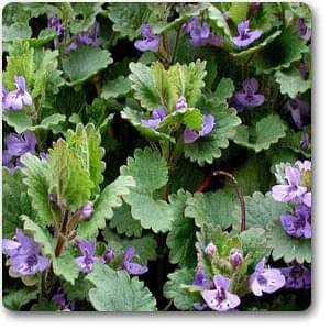 Nepeta hederacea - Plant