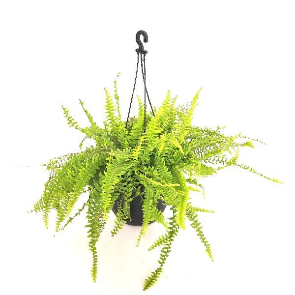 Nephrolepis exaltata aurea, Golden Fern, Pivla Fern - (Hanging Basket) - Plant - Image 2