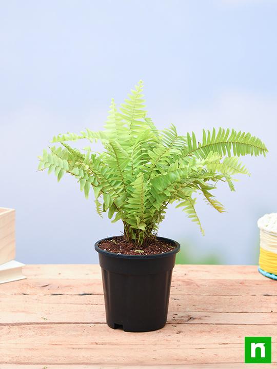 Nephrolepis exaltata aurea, Golden Fern, Pivla Fern - Plant - Image 2