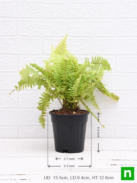 Nephrolepis exaltata aurea, Golden Fern, Pivla Fern - Plant - Image 3