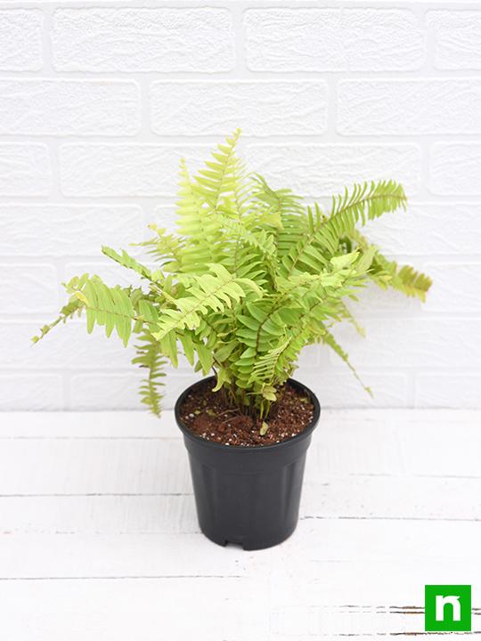 Nephrolepis exaltata aurea, Golden Fern, Pivla Fern - Plant - Image 4
