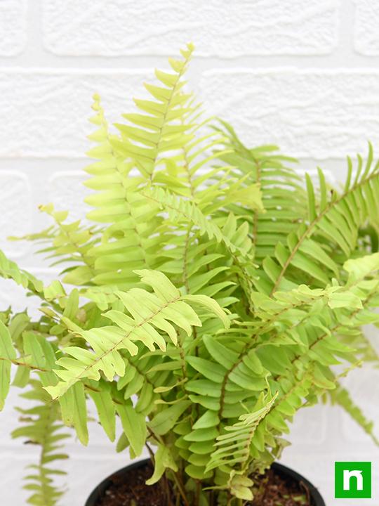 Nephrolepis exaltata aurea, Golden Fern, Pivla Fern - Plant - Image 5