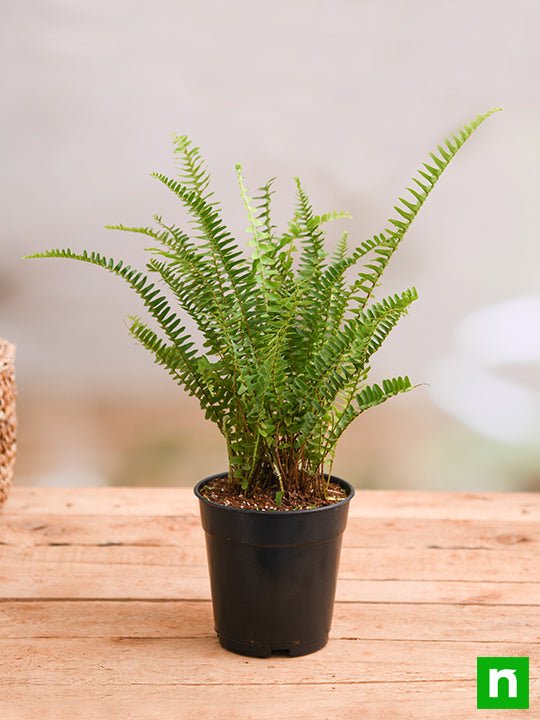 Nephrolepis exaltata bosteniensis, Boston Fern - Plant - Image 2