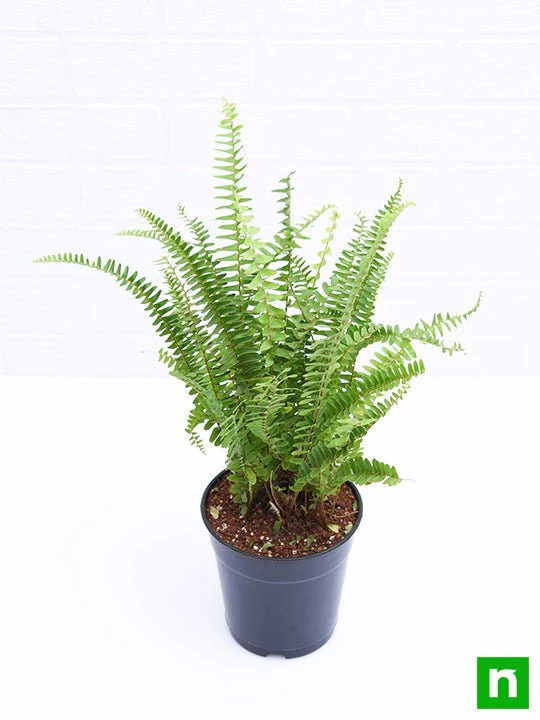 Nephrolepis exaltata bosteniensis, Boston Fern - Plant - Image 4