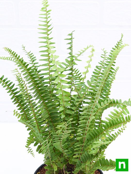 Nephrolepis exaltata bosteniensis, Boston Fern - Plant - Image 5