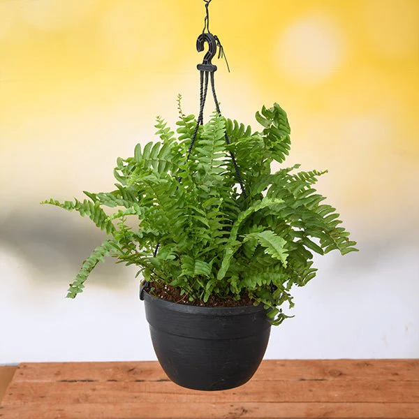 Nephrolepis exaltata, Boston fern (Hanging Basket) Plant