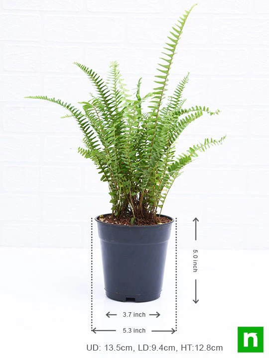 Nephrolepis exaltata (Green) Fern - Plant - Image 3