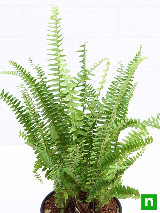 Nephrolepis exaltata (Green) Fern - Plant - Image 5