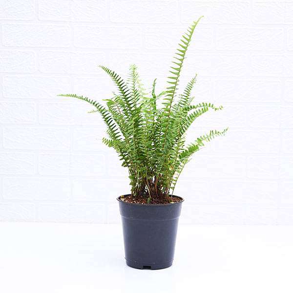 Nephrolepis Exaltata Teddy Junior (Green) - Plant - Image 3