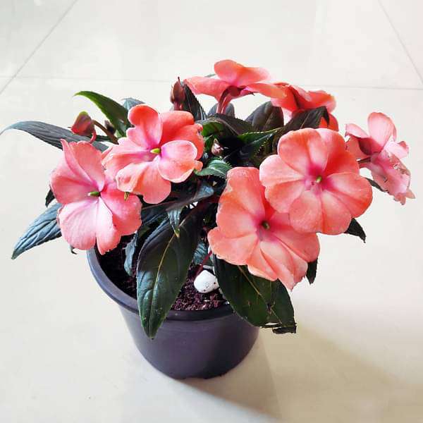 New Guinea Impatiens, Impatiens Hawkeri (Any Color) - Plant - Image 2
