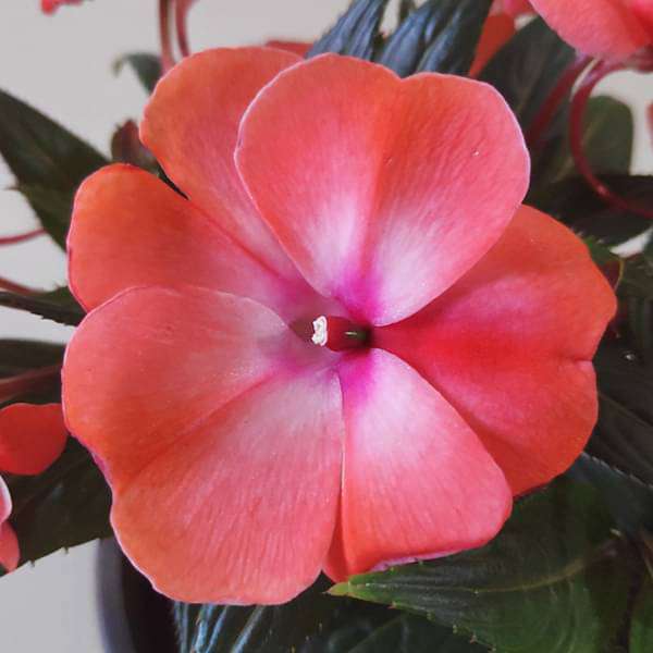 New Guinea Impatiens, Impatiens Hawkeri (Any Color) - Plant - Image 3