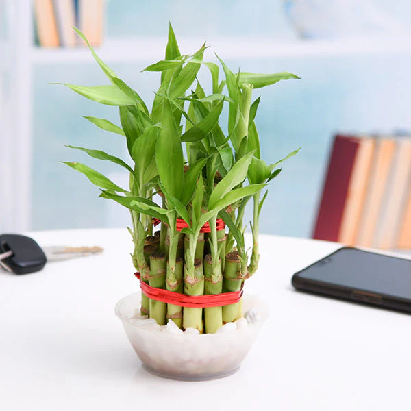 Best Seller Plants