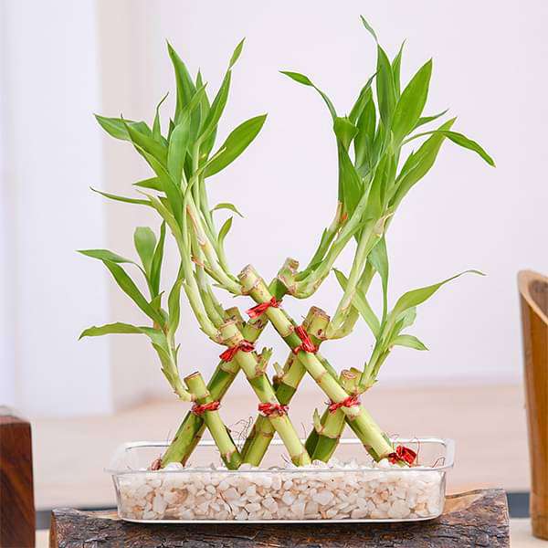 3 Layer Pyramid Lucky Bamboo Plant In Plastic Tray - Image 2