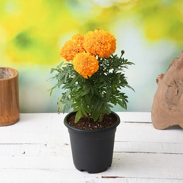 African Marigold (Orange) Plant in 5 inch Pot