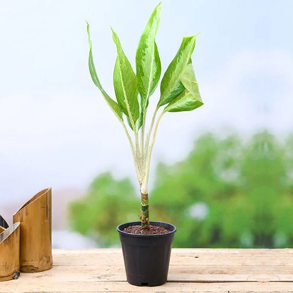 Aglaonema Diamond Bay Plant in 6 inch (15 cm) Pot