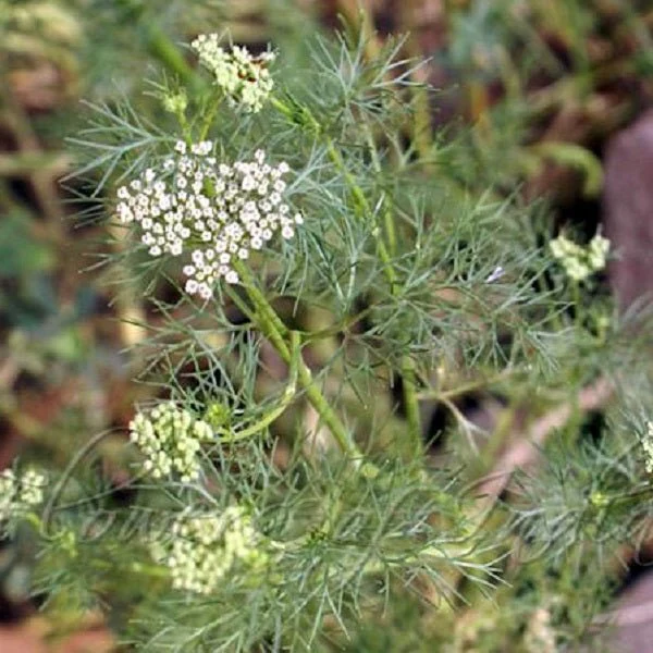 Ajwain Plant, Ajowan, Trachyspermum ammi - Plant