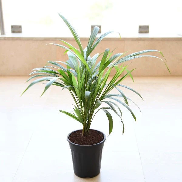 Areca Palm (Small) Plant in 4 inch Pot - Image 3