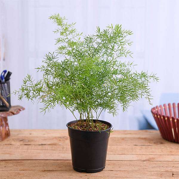 Asparagus densiflorus Plant in 5 inch Pot - Image 2