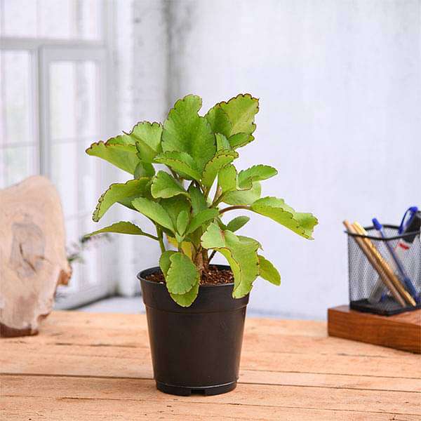 Bryophyllum, Panfuti Plant in 10 inch Grow Bag - Image 2