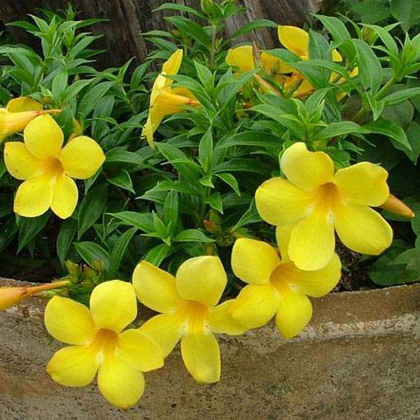Bush Allamanda (Yellow) Plant in 10 inch Grow Bag - Image 2