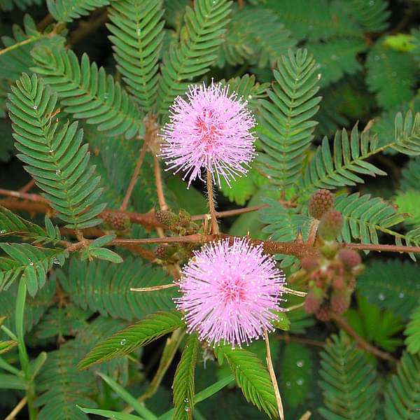 Chuimui, Touch me not, Mimosa pudica Plant in 5 inch Pot - Image 2