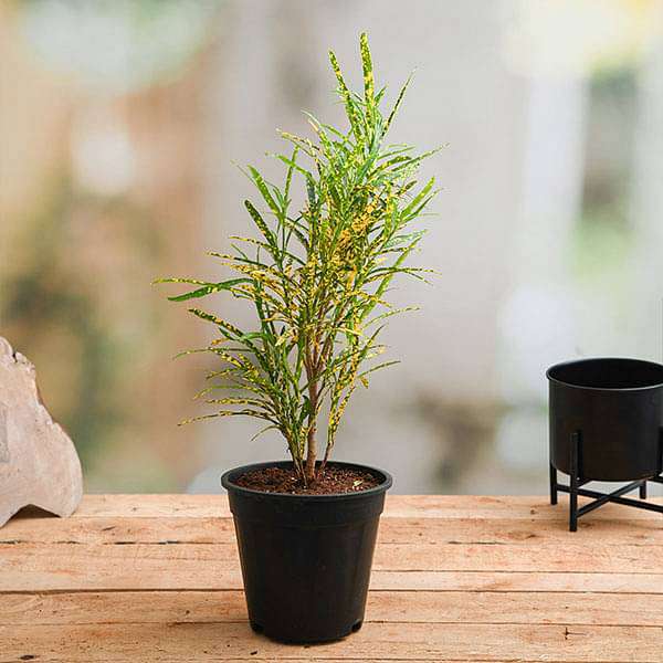 Croton, Codiaeum variegatum (Gold Dust, Thin Leaves) Plant in 6 inch Pot