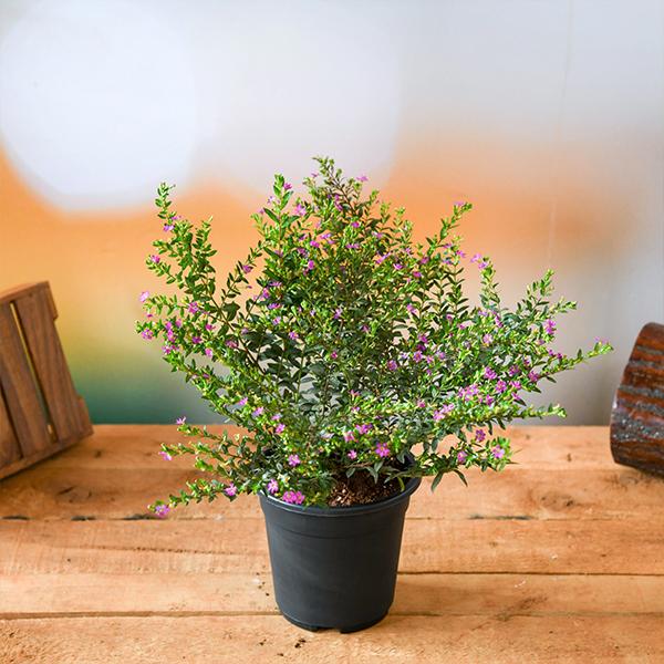 Cuphea Hyssopifolia (Lavender) Plant in 5 inch Pot - Image 2