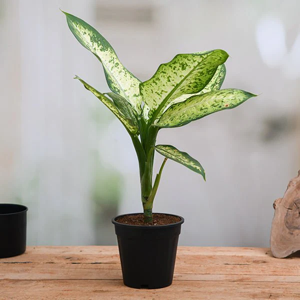 Dieffenbachia Amoena Tropic Snow Plant in 6 inch Pot