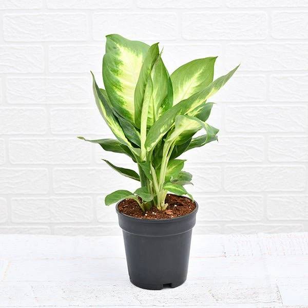 Dieffenbachia Maculata Plant in 6 inch Pot - Image 2