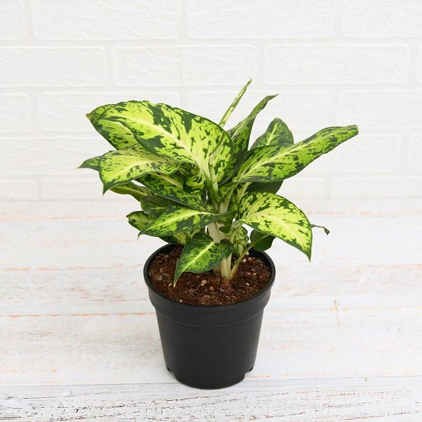 Dieffenbachia Mary Plant in 6 inch Pot