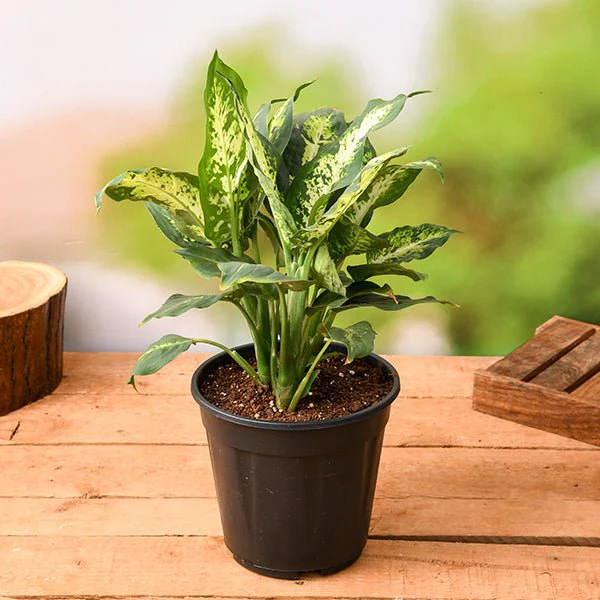 Dieffenbachia Sparkles Plant in 6 inch Pot - Image 2