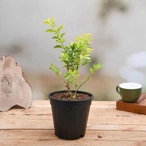 Duranta Golden Plant in 6 inch Grow Bag - Image 2