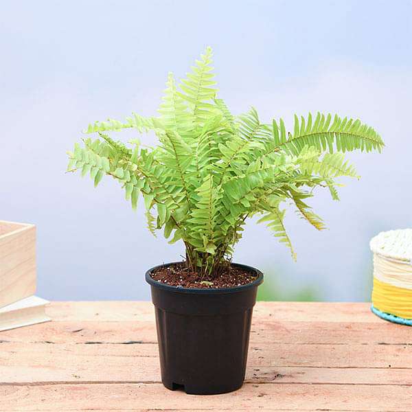 Golden Fern, Pivla Fern Plant in 5 inch Pot - Image 2