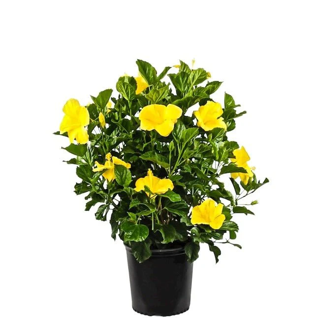 Hibiscus (Yellow) Plant in 10 inch Grow Bag - Image 2