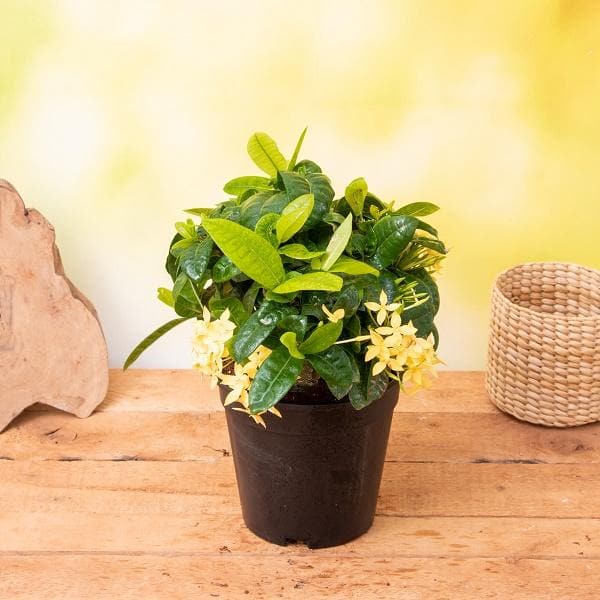 Ixora Dwarf (Yellow) Plant in 5 inch Pot - Image 2