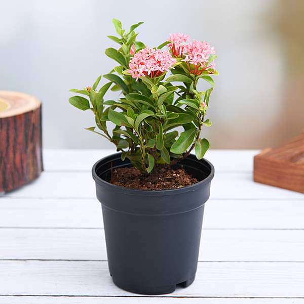 Ixora Mini Dwarf (Any Color) Plant in 10 inch Grow Bag - Image 2
