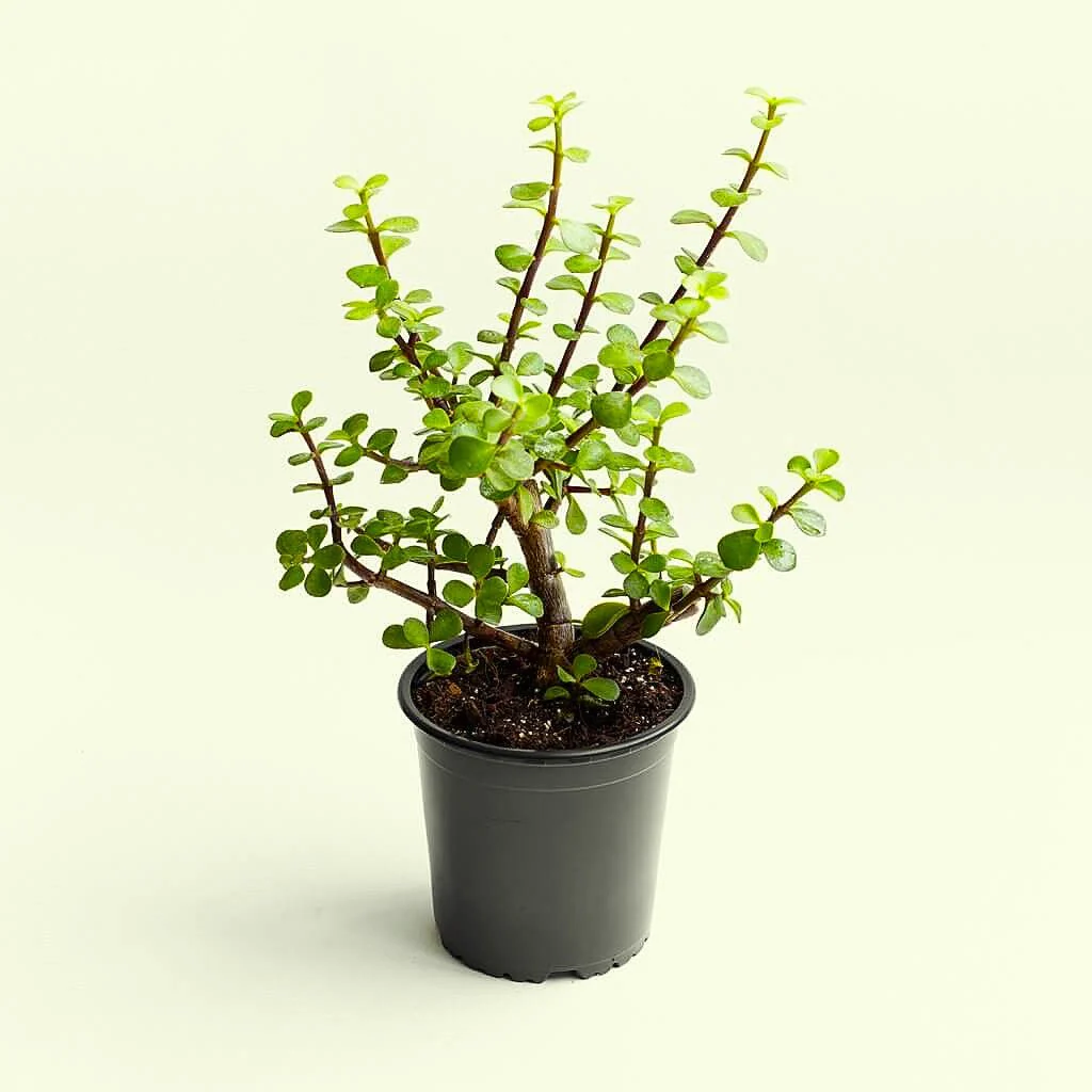 Jade plant, elephant bush (Green) Succulent Plant in 5 inch (13 cm) Pot